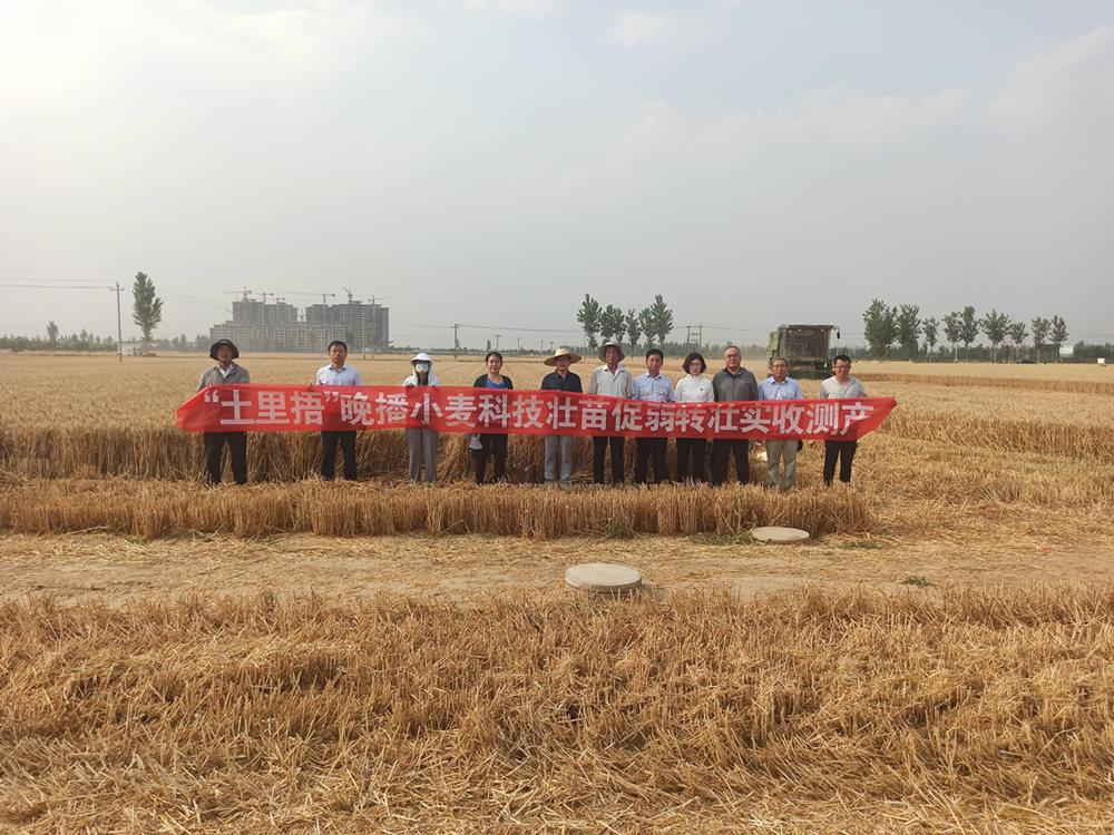宁晋基地“土里捂”晚播小麦实收亩产586.34公斤
