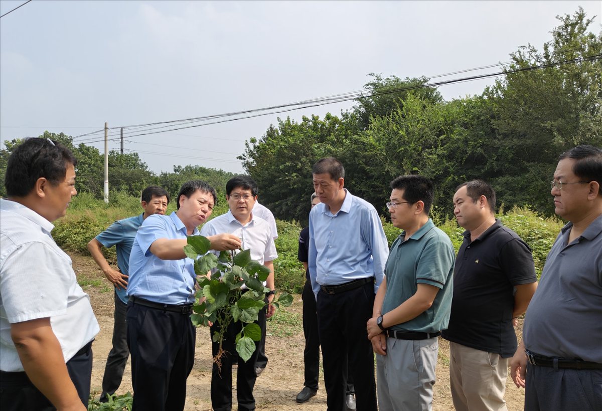 国家食用豆产业技术体系中期学术交流及现场观摩会在河北雄安新区成功举办