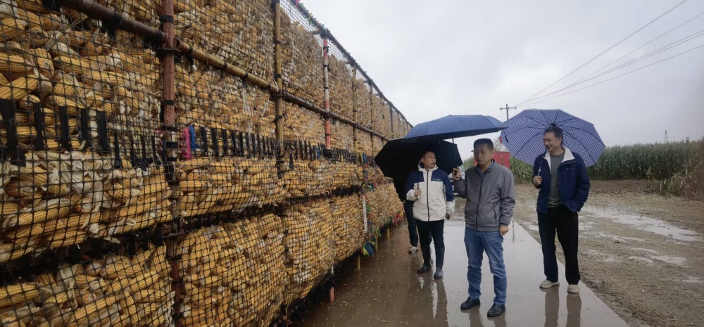我所应对连续阴雨天气开展秋收秋种技术指导