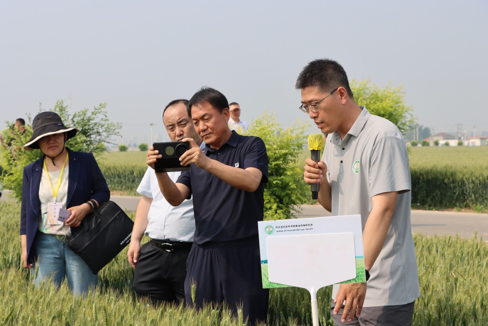 科技赋能育良种 冀麦产业促融合 —— 我所优质麦田间观摩品鉴暨小麦产业高质量发展研讨会成功举办