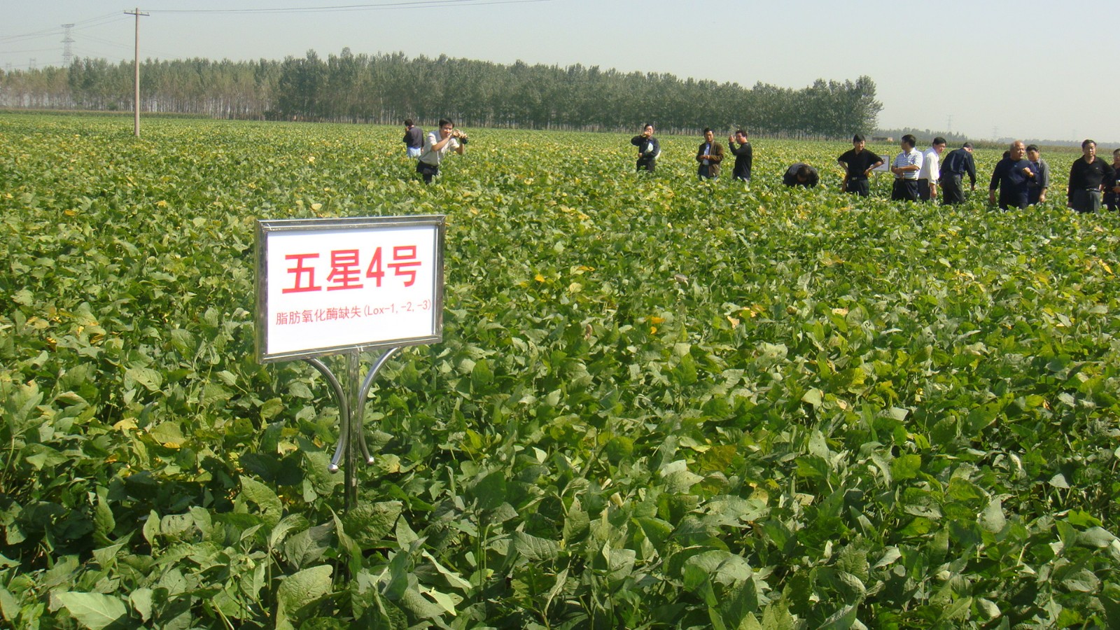 无豆腥味大豆五星4号高产示范田(已有）.jpg