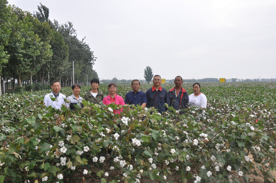 图1：棉花育种团队01.jpg