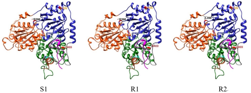ALS1蛋白三维结构图_副本.jpg
