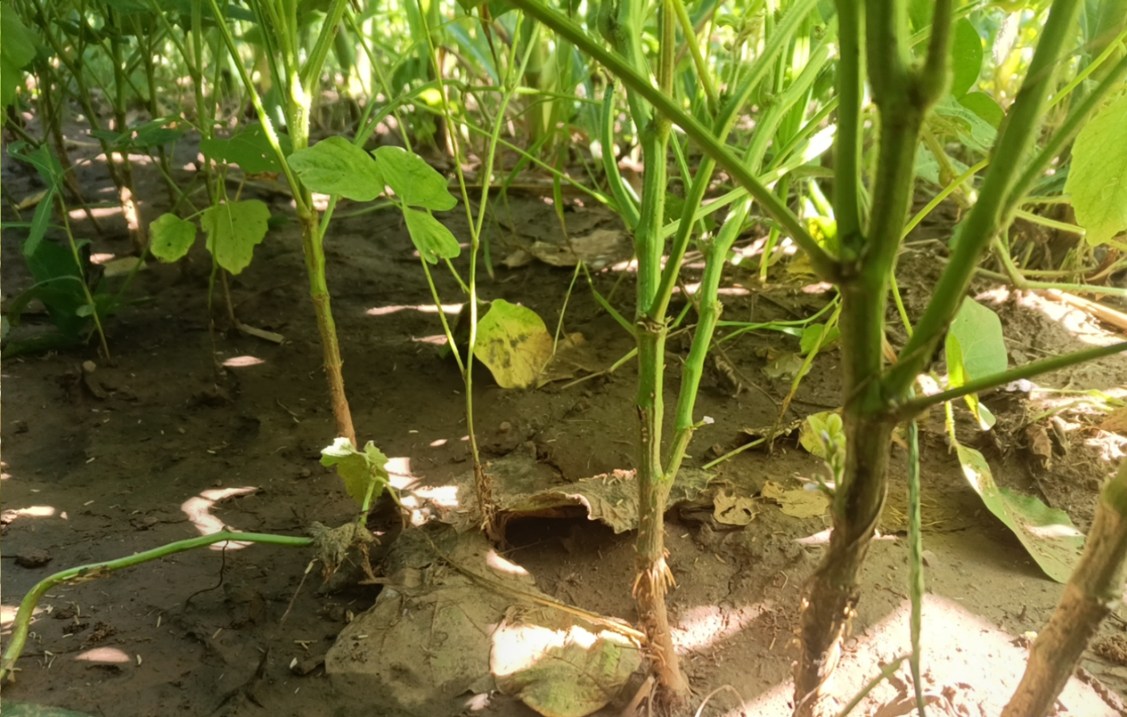 1757054660590.jpg 3_副本.jpg