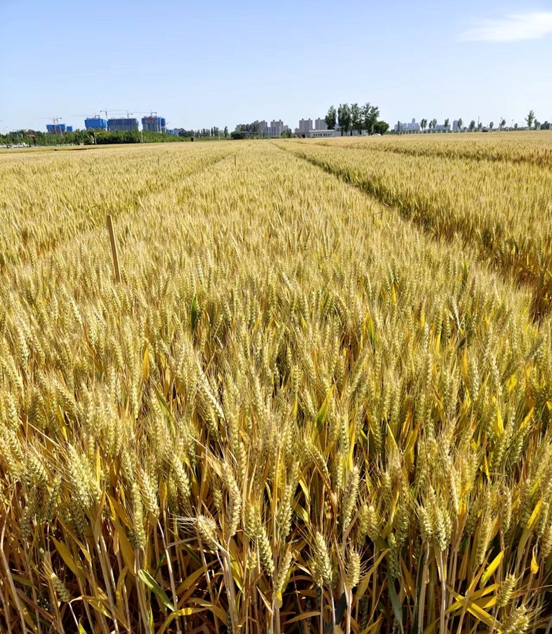 1760433000820.jpg 3.jpg