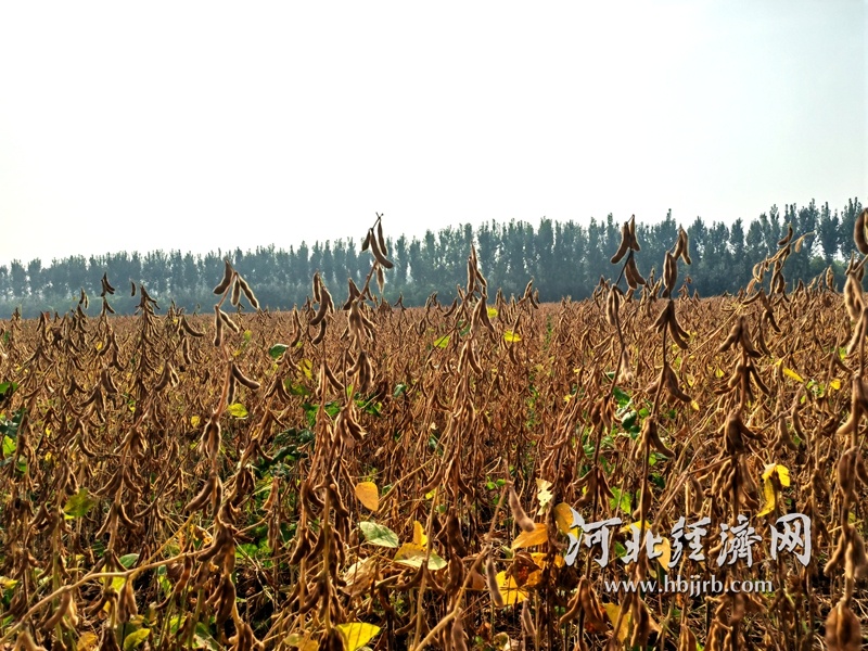 1762222328432.jpg 1.jpg